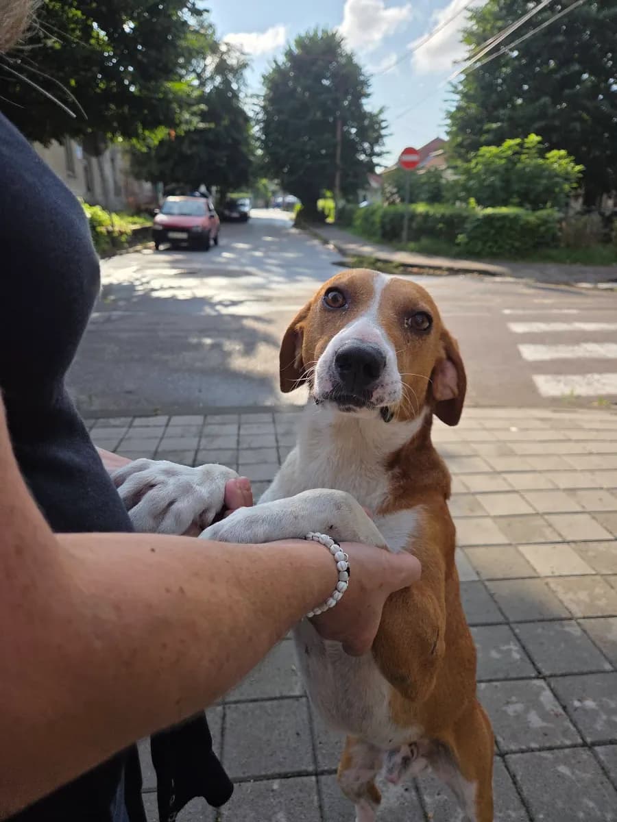 Beni, a tan-and-white hound standing up to hold someone’s hands
