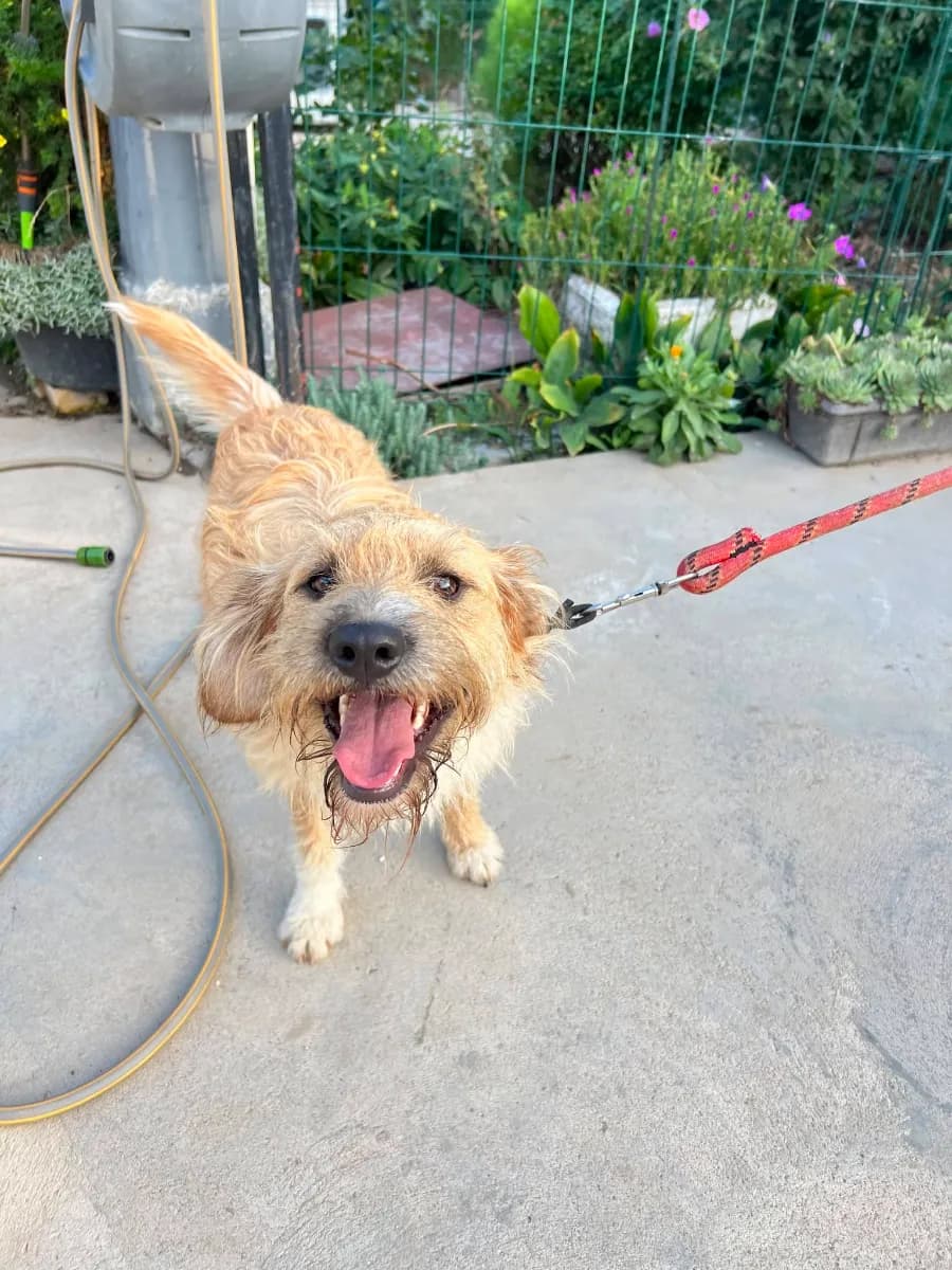 Brko, a scruffy cream terrier mix on a red leash