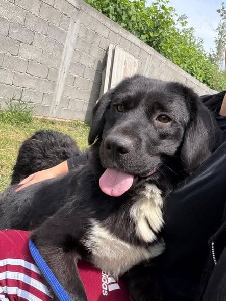 Buster, a black rescue dog with a white chest leaning on a person