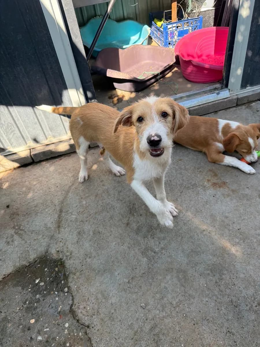 Darko, a five-month-old rescue puppy