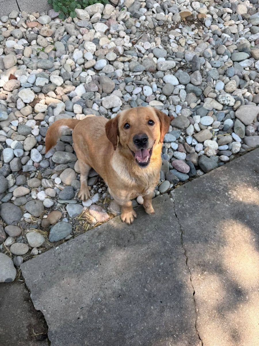 Dennis, a compact golden rescue dog standing on pebbles