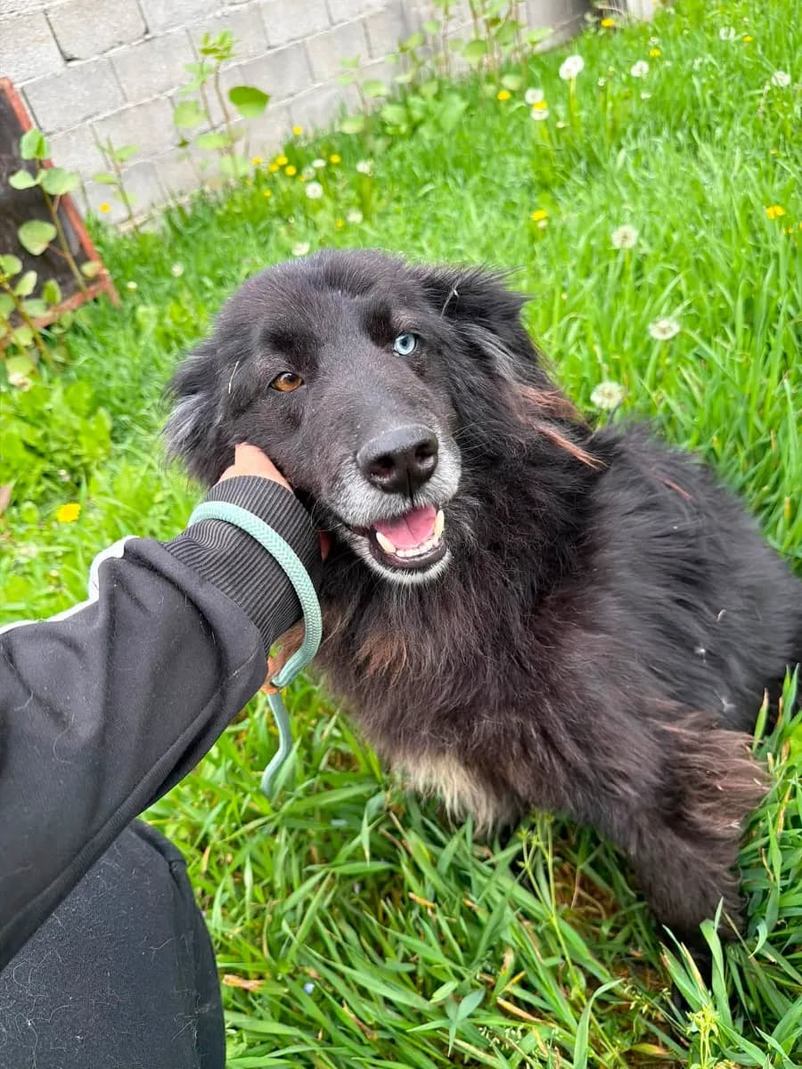 Flo, a fluffy black rescue dog with one blue eye and one brown eye