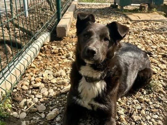 Gara, a dark brown rescue dog with a white chest