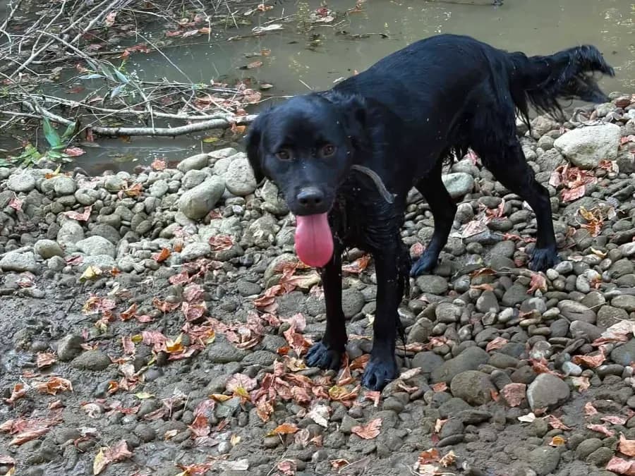 Gari, a wet black rescue dog standing by a creek
