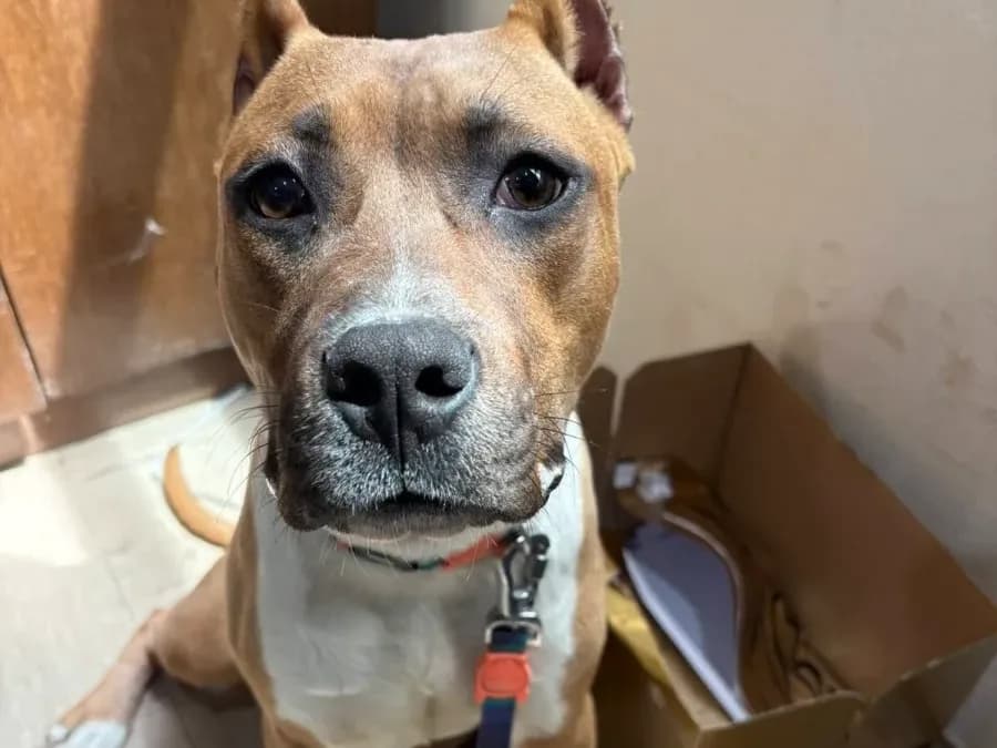 Kira, a tan-and-white rescue dog with a steady expression