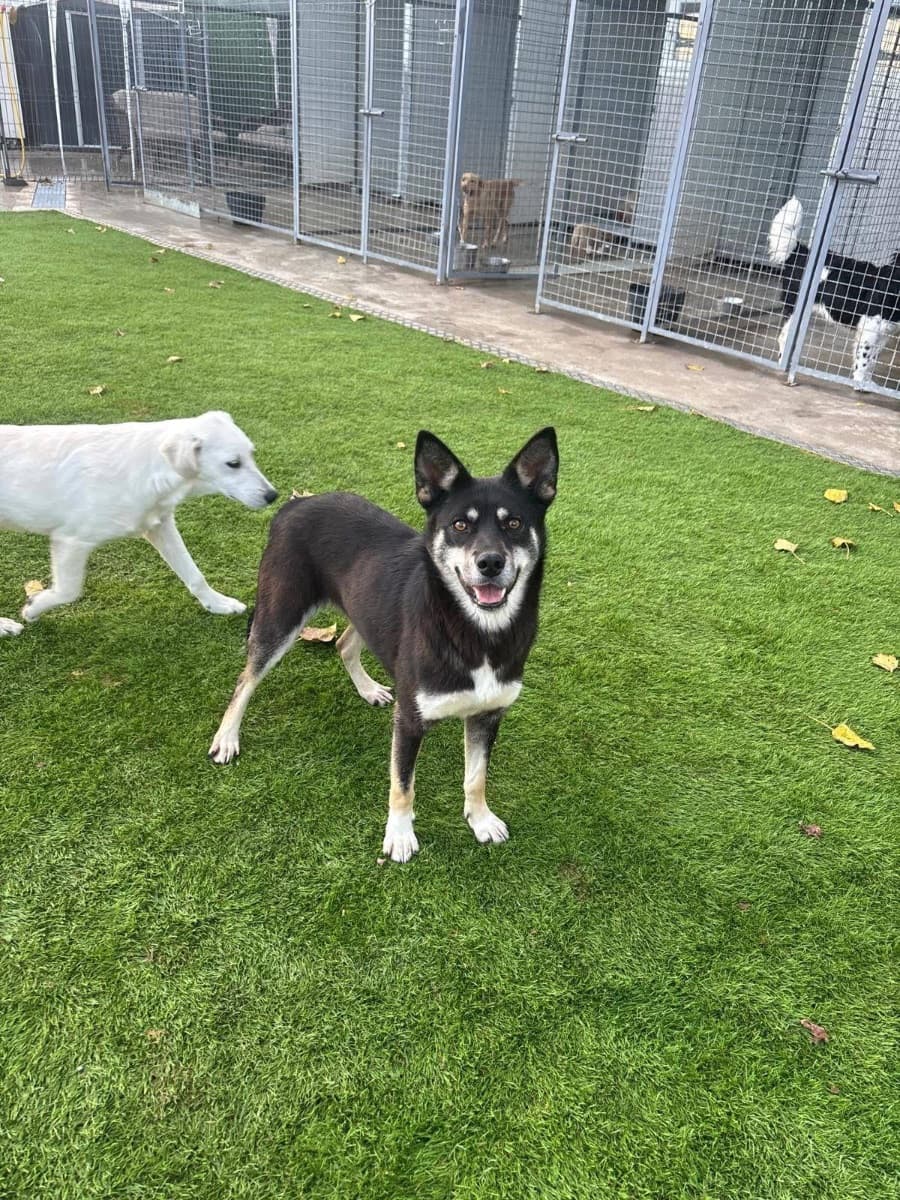 Lana, a black-and-tan athletic rescue dog in a play yard