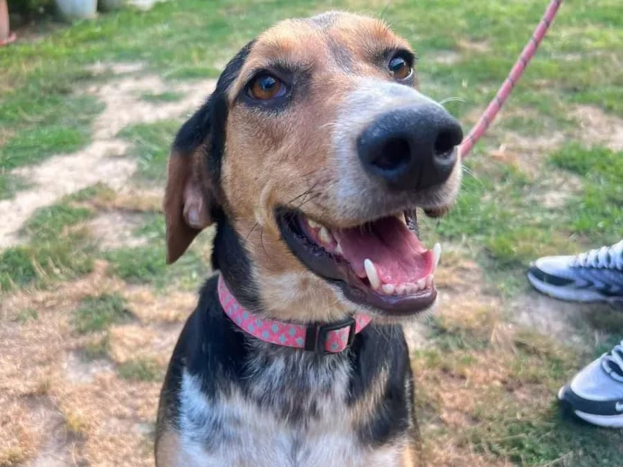 Lepi, a tri-color beagle mix wearing a pink collar