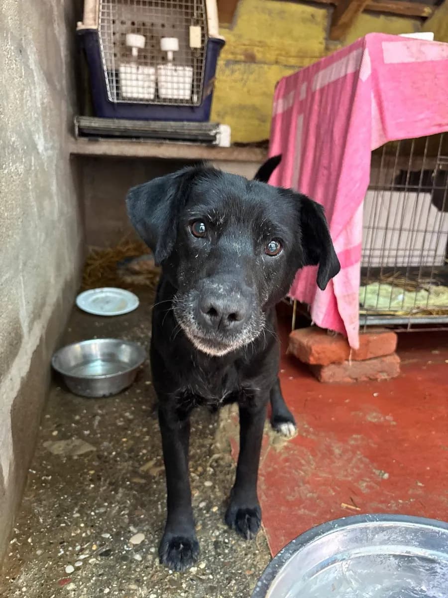 Melly, a senior black rescue dog with a white muzzle