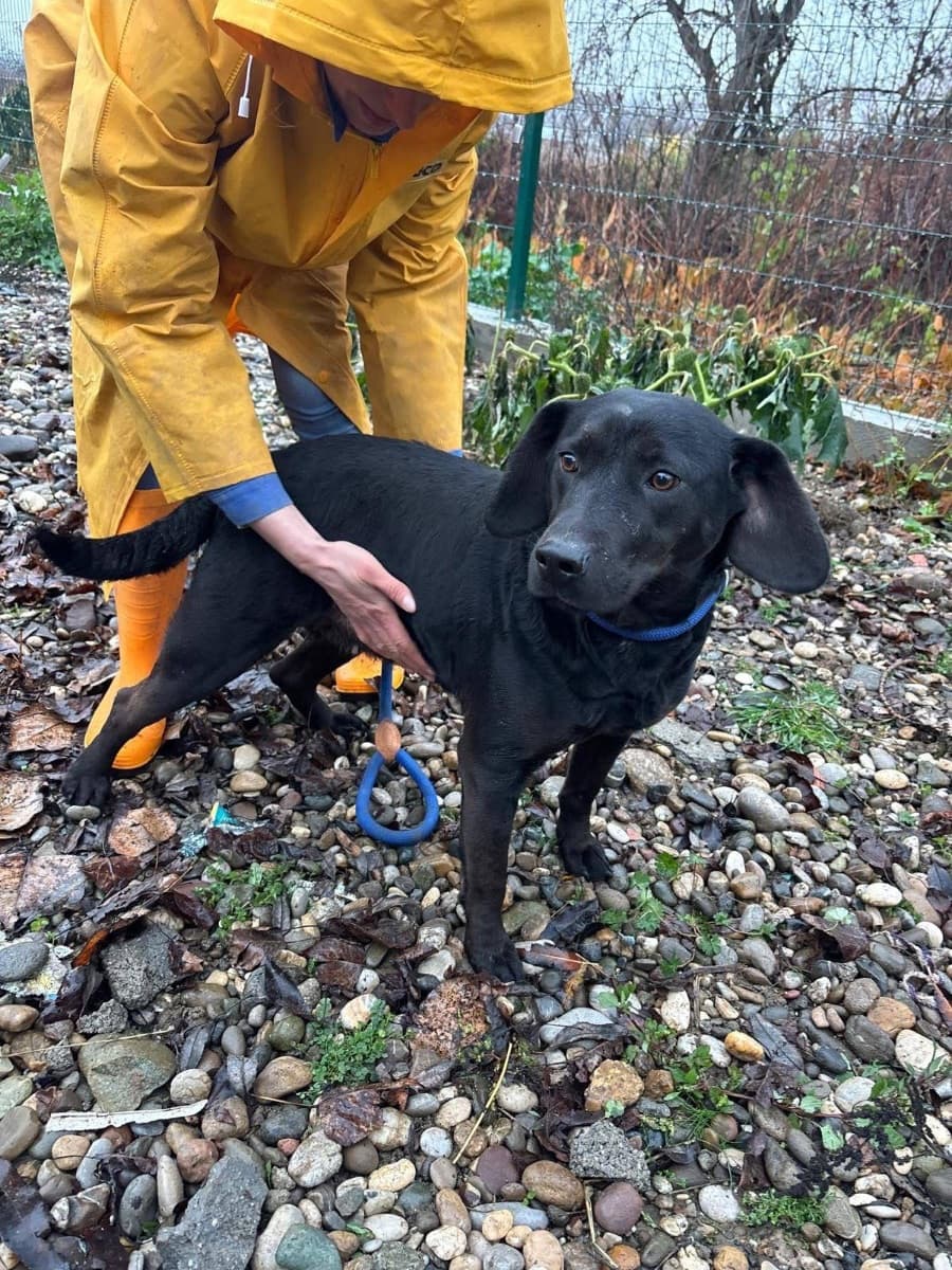 Mindy, a black rescue dog standing beside a volunteer