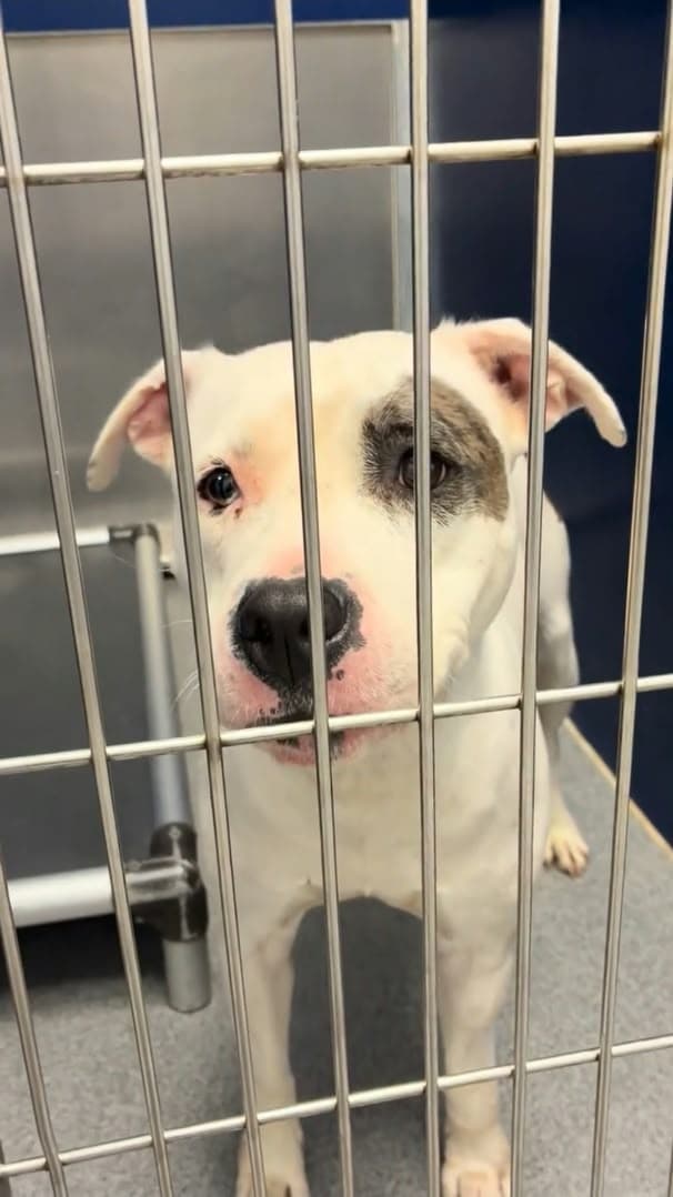 Penny, a white-and-brown rescue dog looking through shelter kennel bars
