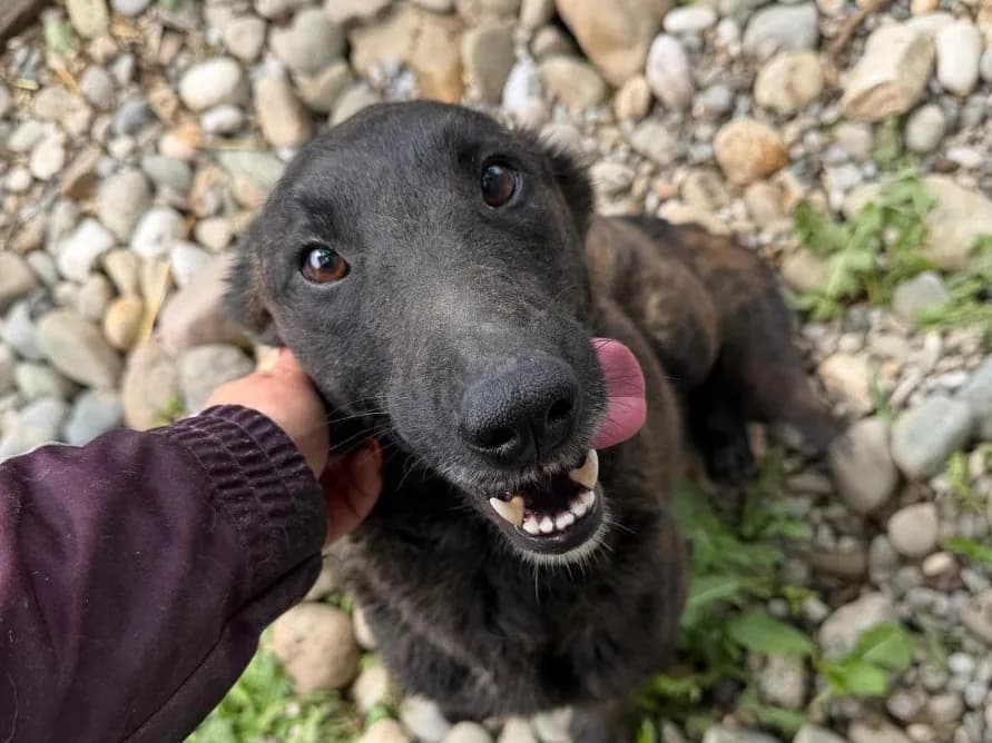 Poppy, a slim dark rescue dog on a pebble path