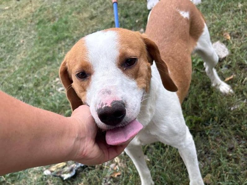 Timo, a tan-and-white hound mix being petted