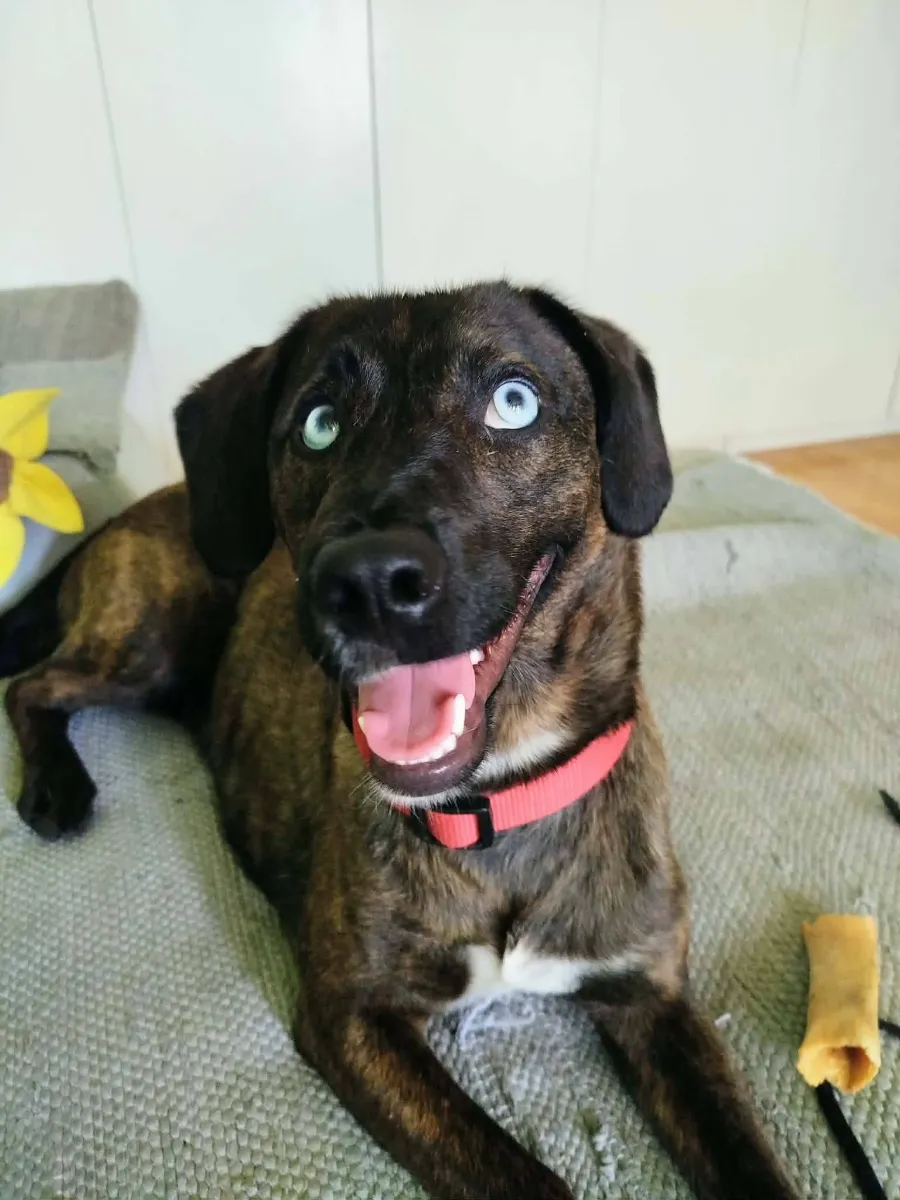 Tina, a brindle rescue dog with pale eyes lying on a couch