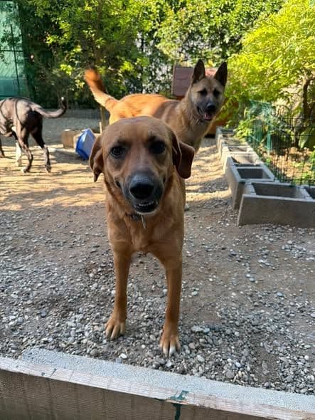 Zuja, a slender tan rescue dog standing in a gravel yard