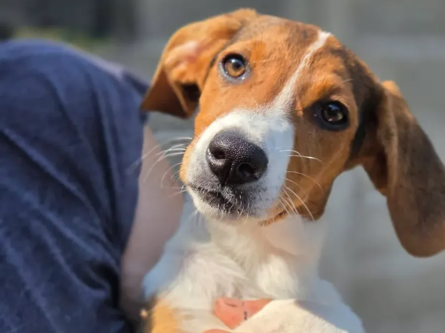 A rescued dog being held safely in someone’s arms