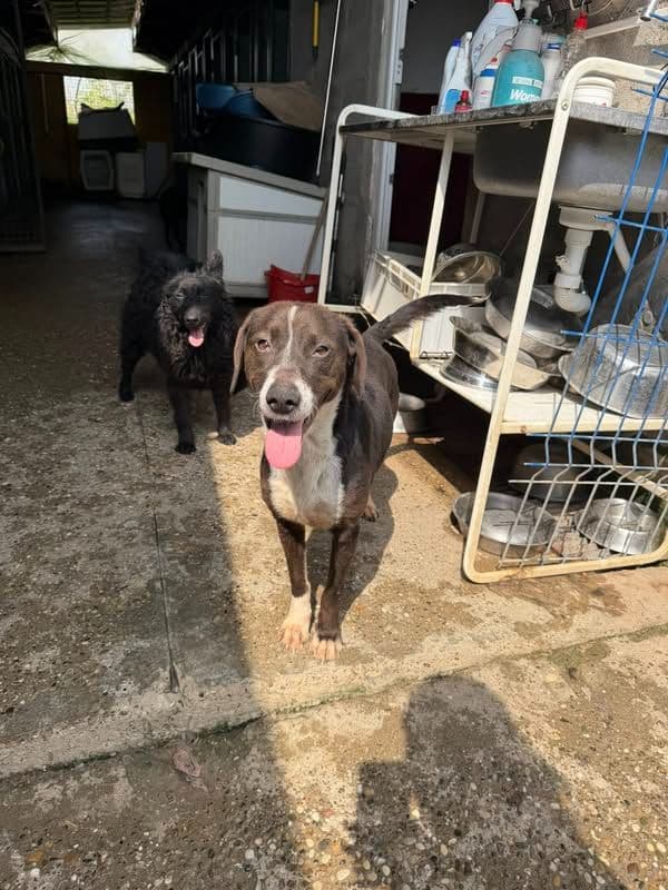 Betty, a recovered female rescue dog
