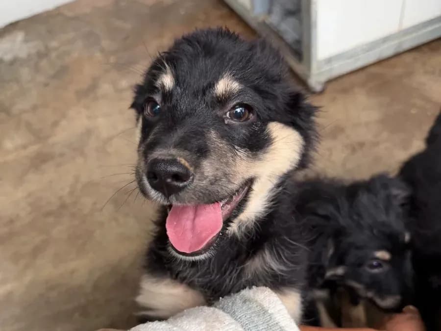 Cali, a 4.5-month-old female rescue puppy