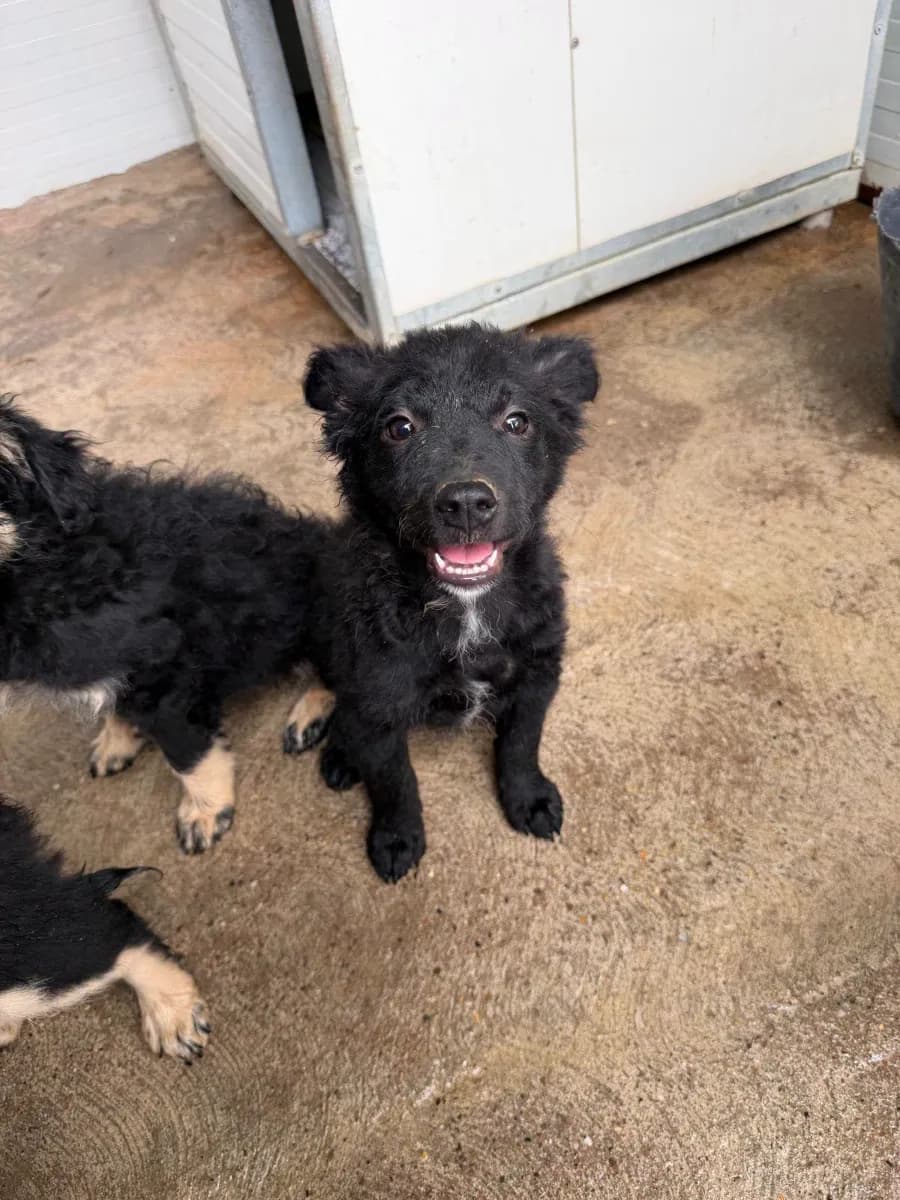 Chester, a 4.5-month-old male rescue puppy