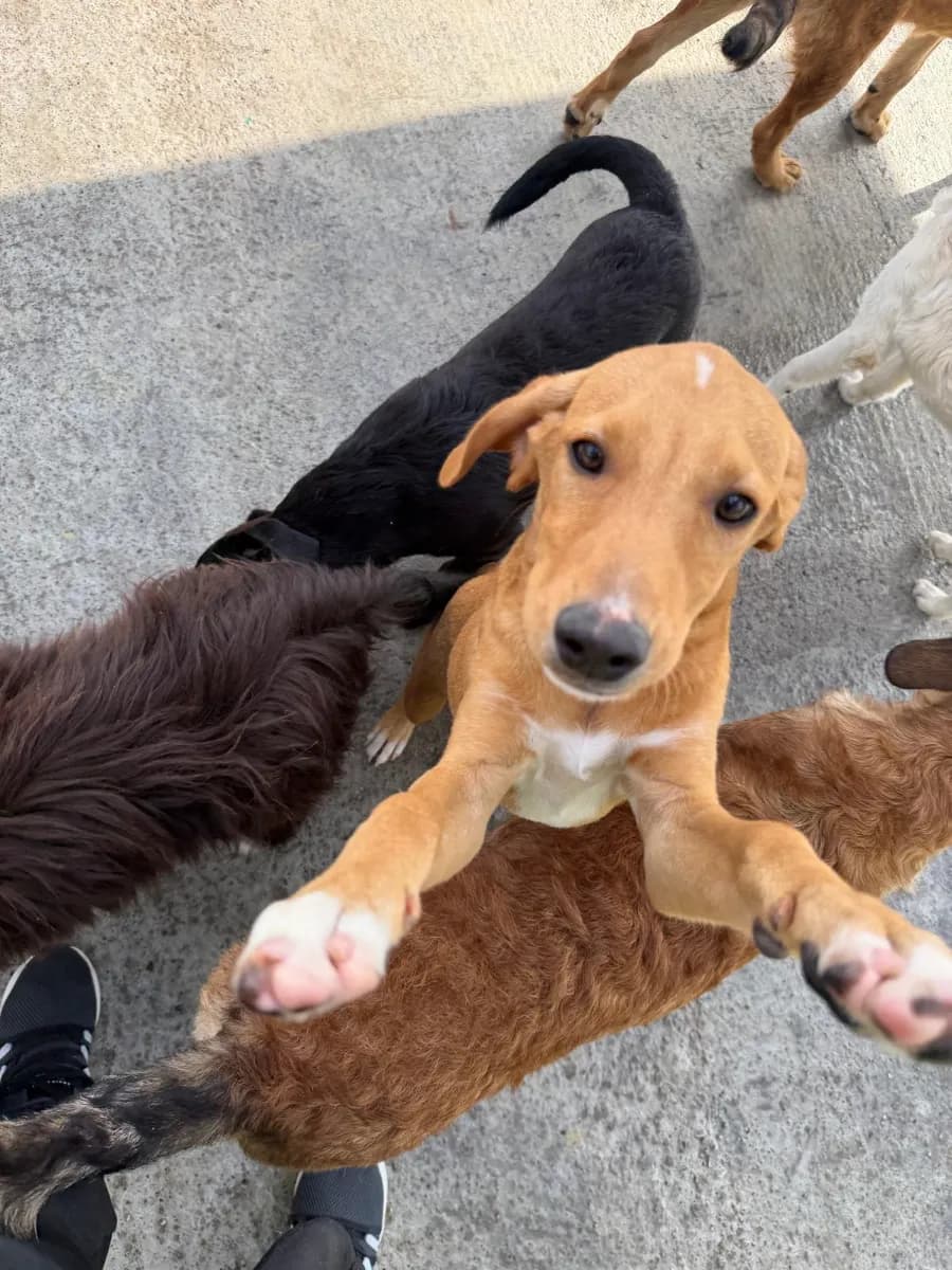 Dragica, a five-month-old rescue puppy
