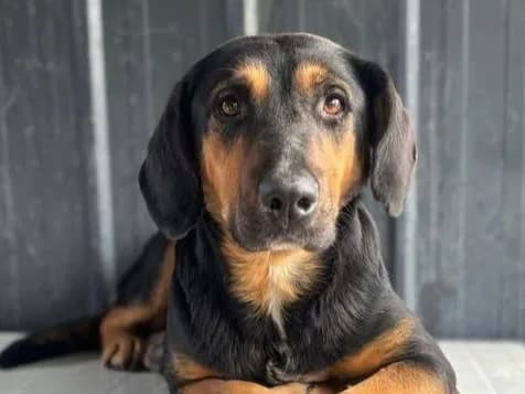 Gina, a three-year-old female rescue dog