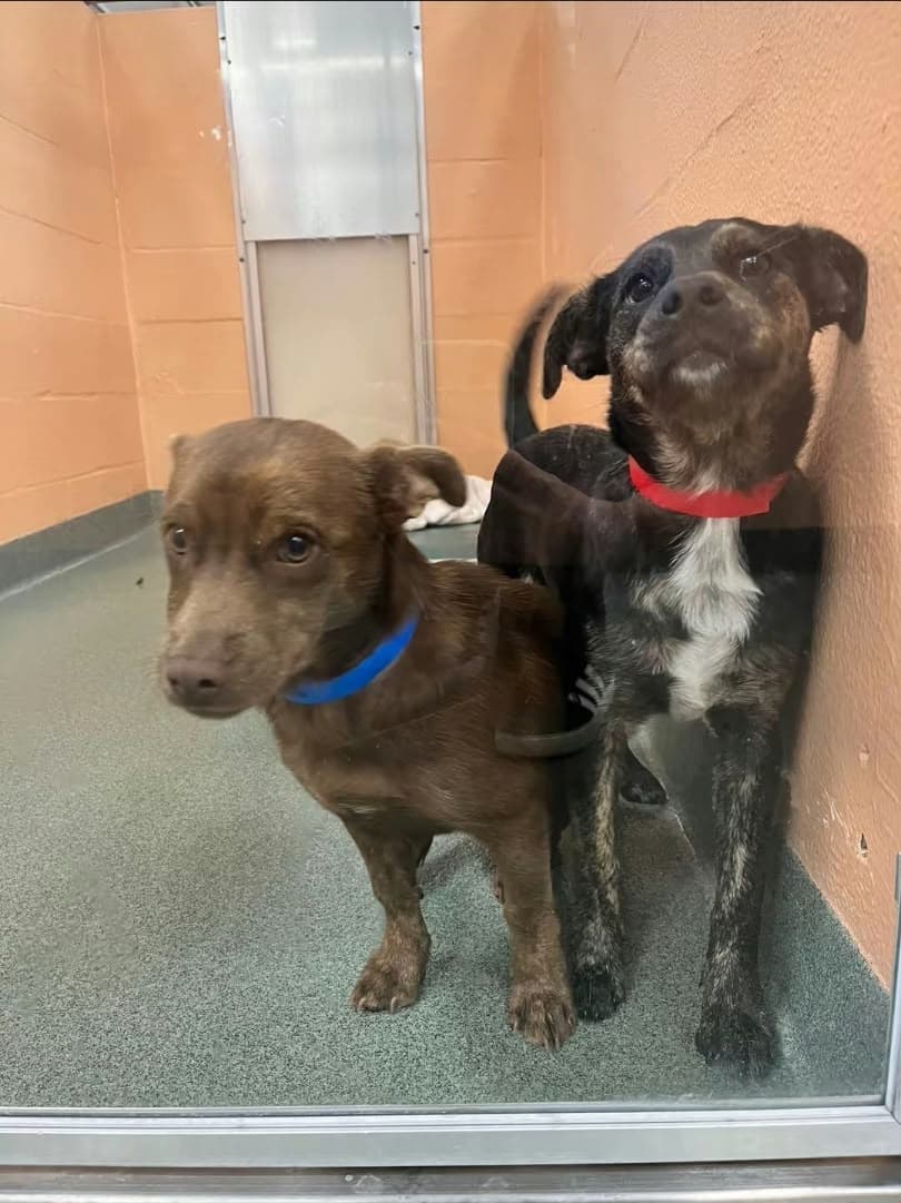 Wats, a brown rescue dog with a blue collar, standing with Jefa