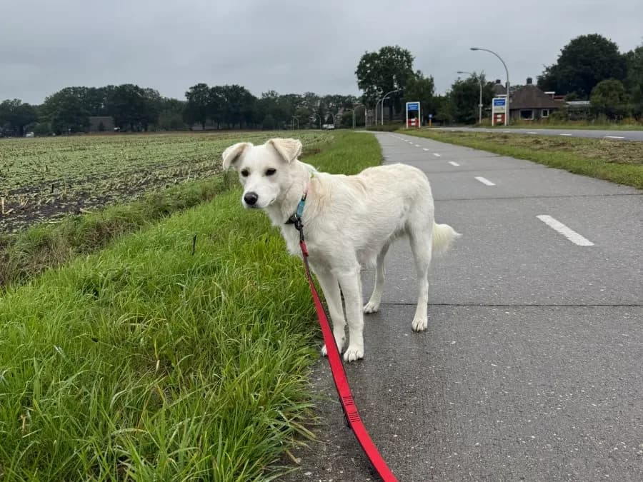 Maartje, a young female rescue dog