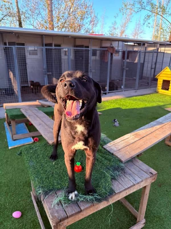 Minnie, a young female rescue dog