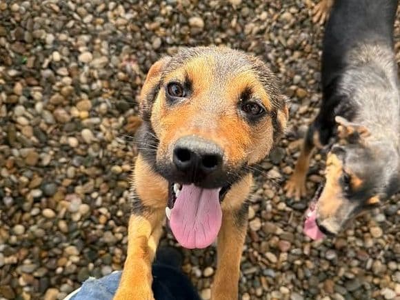 Nena, one of Nina’s rescue puppies