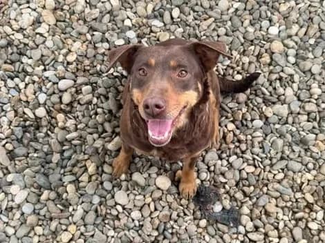 Nina, a female rescue dog and mother