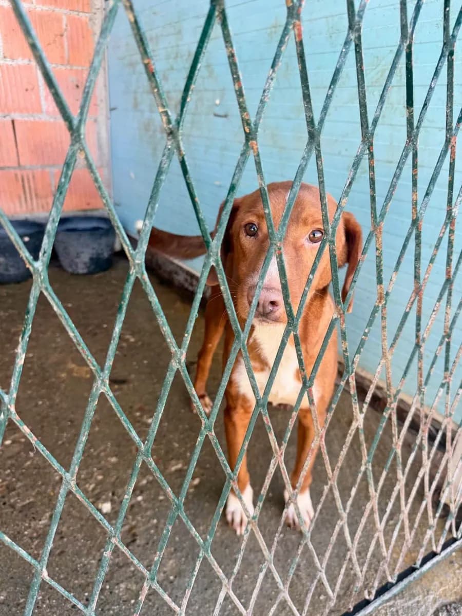 Ravi, a cheerful male rescue dog