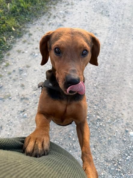 Sjimmie, a male rescue dog