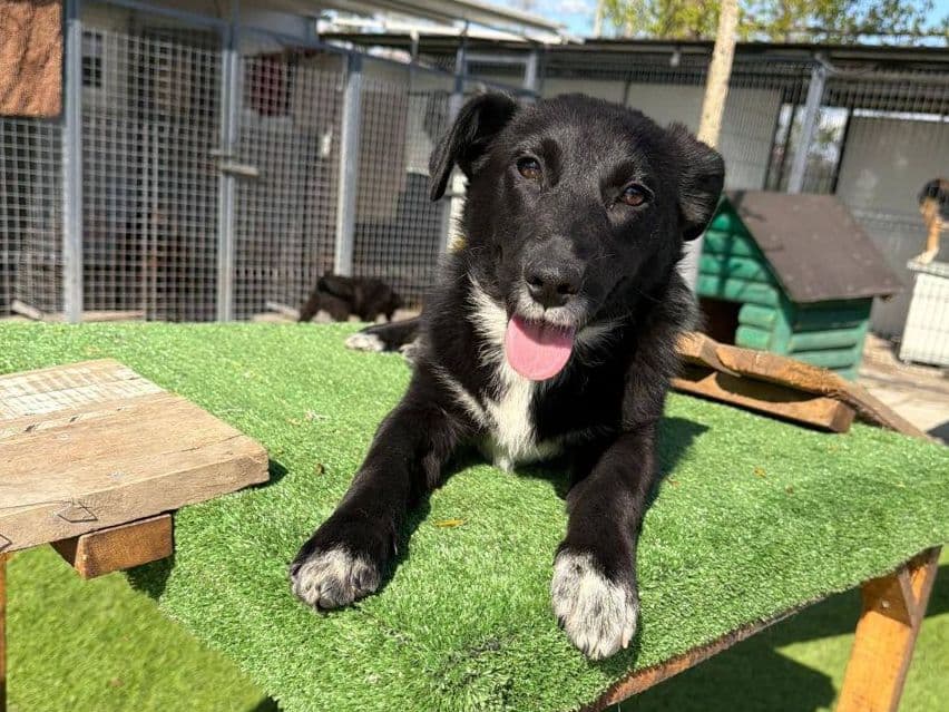Suncica, a young female rescue dog