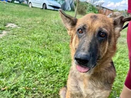 Vuki, a rescue dog looking for a home
