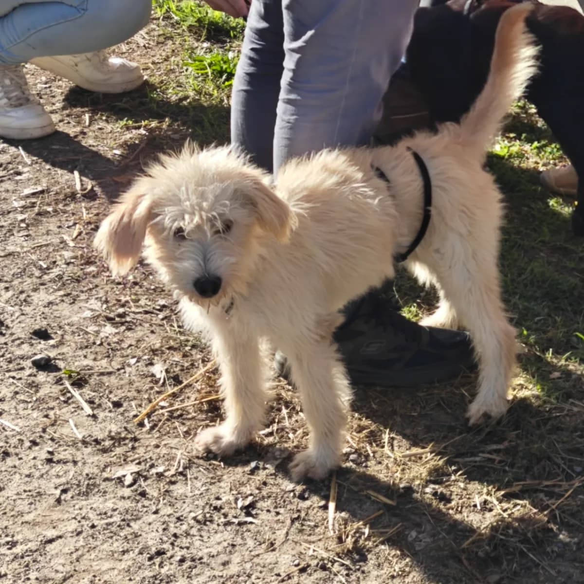 Yorki, a six-month-old reserved rescue puppy