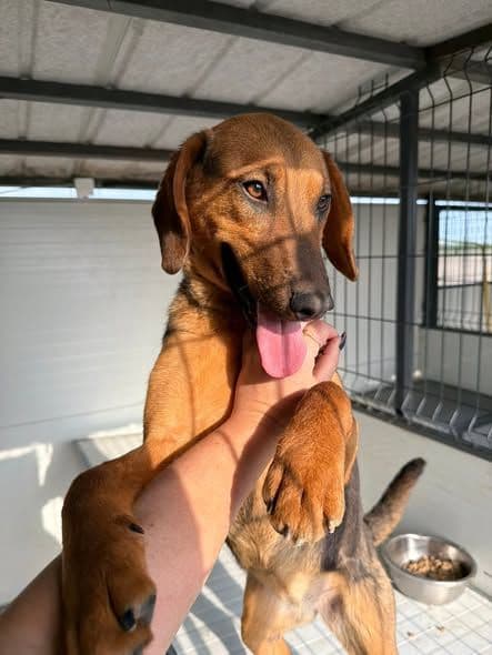 Yuna, a ten-month-old female rescue dog