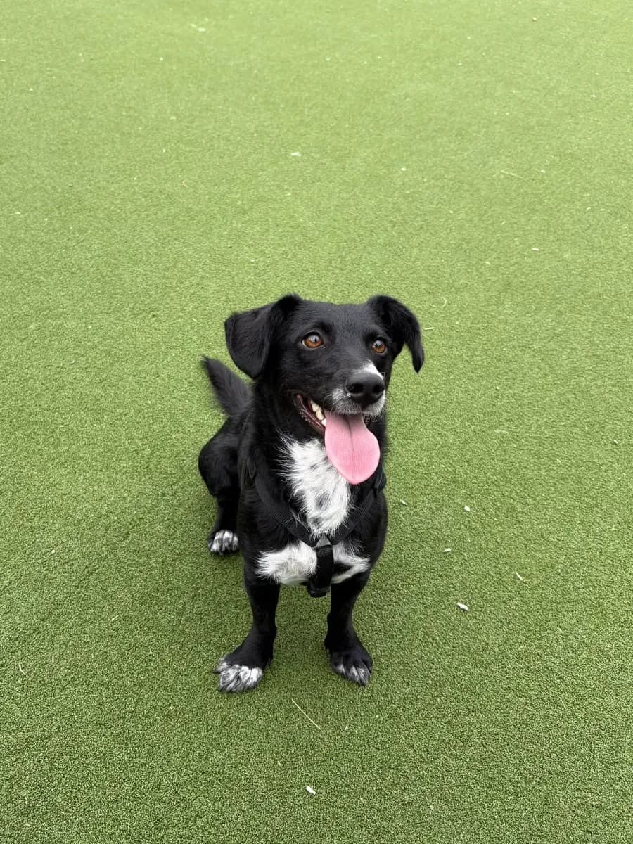 Zephyr, a small reserved rescue dog