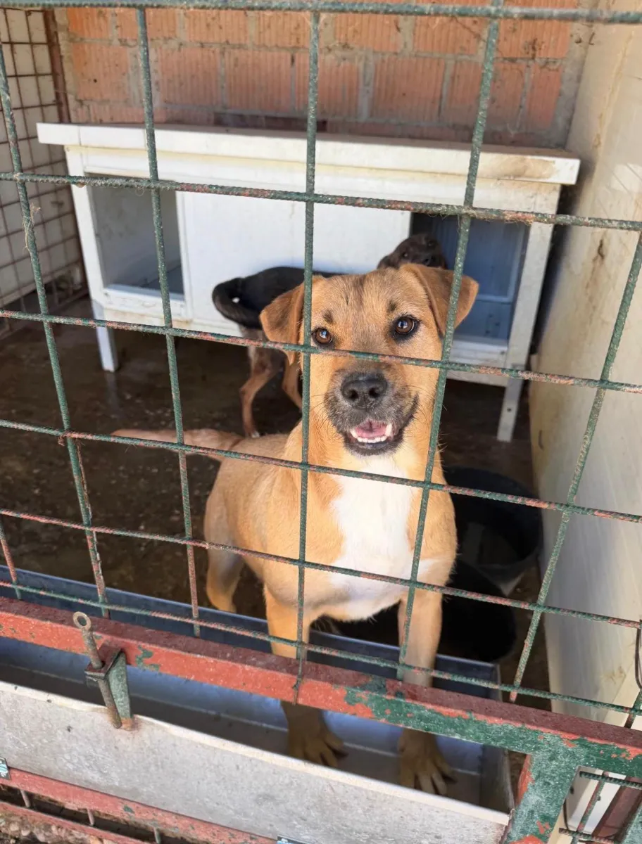 Ziva, a light brown rescue dog